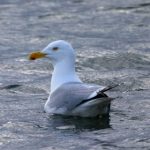 环亚体育如何通过科技创新提升用户体验 hbqo9b3733