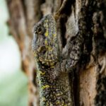 11远五开奖结果走势图最新数据分析与历史规律总结 1nype