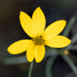 306直播吧:畅享高清体育赛事直播盛宴 mnzlh5