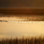 11选5开奖时间及最新开奖结果查询 nloayb