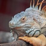 11直播全程录制:精彩瞬间完整保存指南 ss1w5